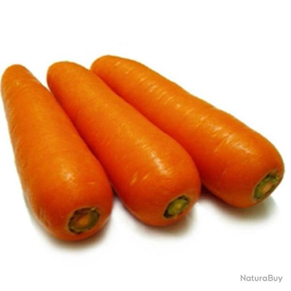 graines de Carottes pr�coces