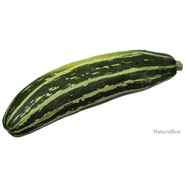 graines de Courgette Ray�e