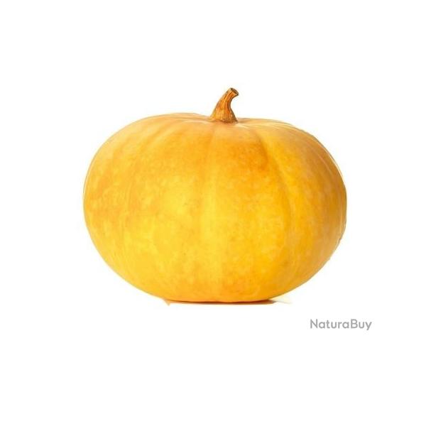 graines de Potiron Jaune