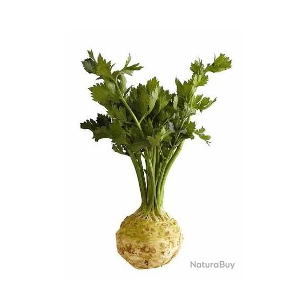 graines de C�leri-rave