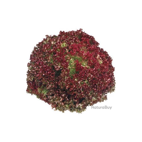 graines de Salade rouge fris�e Lollo Rossa