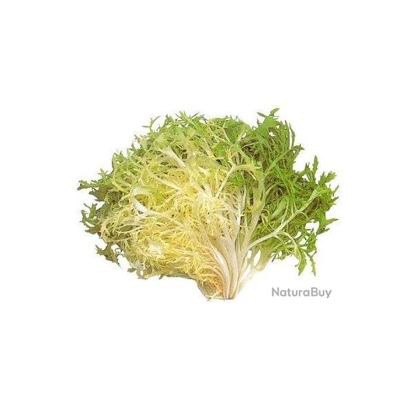 graines de Salade Fris�e (endive)