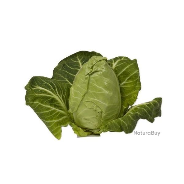 graines de Chou pomm� (Cabus)