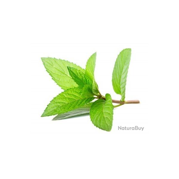 graines de Menthe poivr�e
