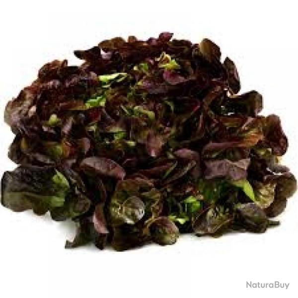 Graines de Feuille de ch�ne rouge