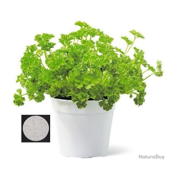 graines de persil fris� en disque