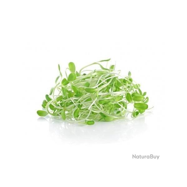 graines germ�es de tournesol