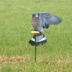 Rouleau &eacute;lectrique pour pigeons