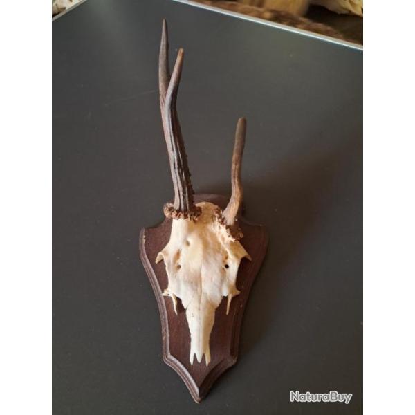 Troph�e de chevreuil t�te bizarde sur �cusson #0712(4)