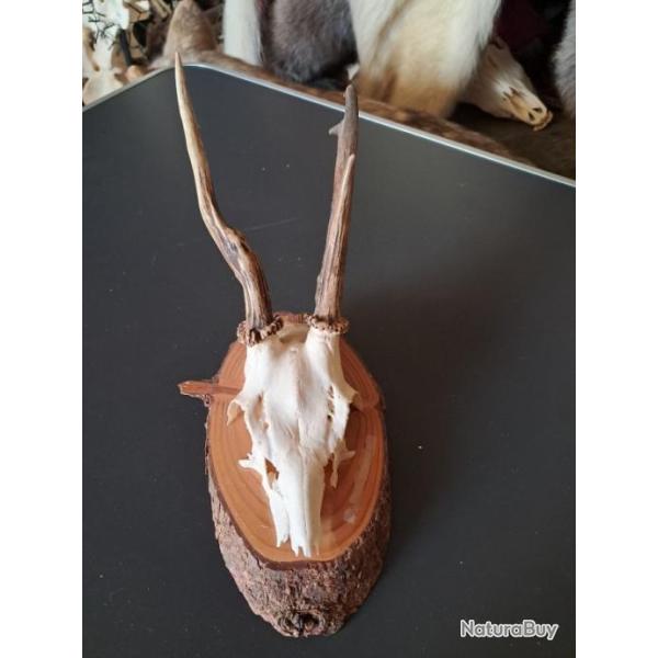 Troph�e de chevreuil sur �cusson #0712(6)