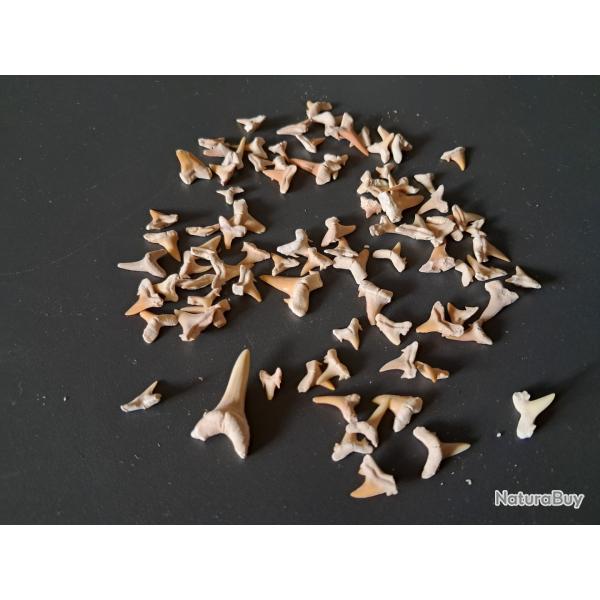 Lot de 90 fossiles de dents de requins #17