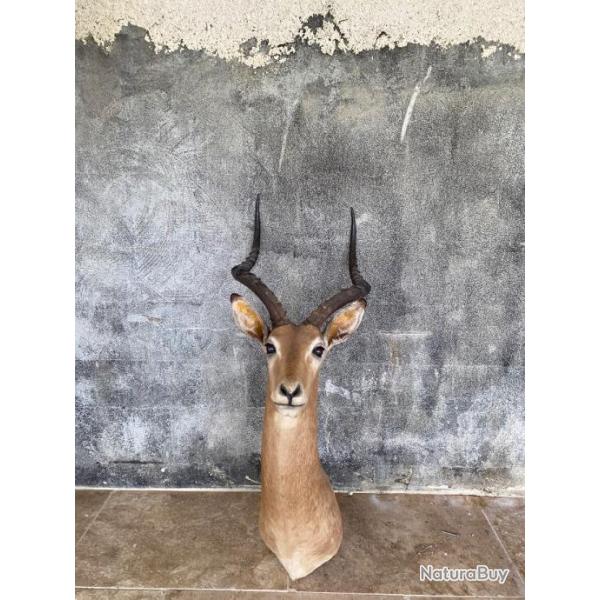 � vendre, troph�e de Chasse africain