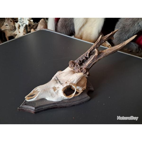 Troph�e de chevreuil sur �cusson avec de tr�s gros bois #0712(7)