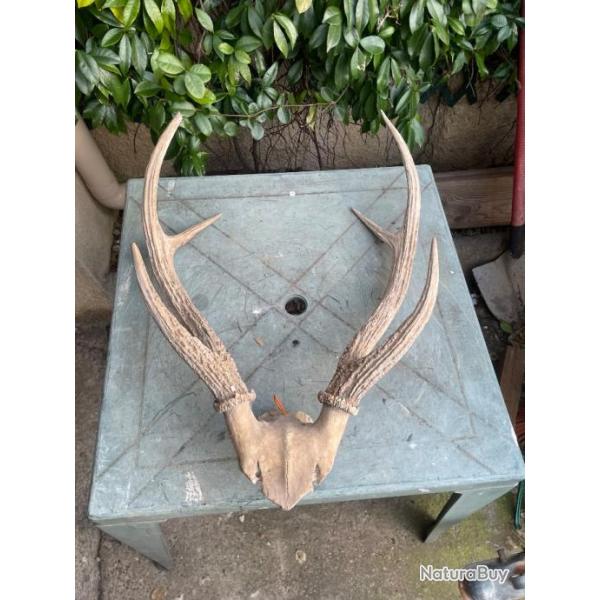 Ancienne corne de cerf troph�e