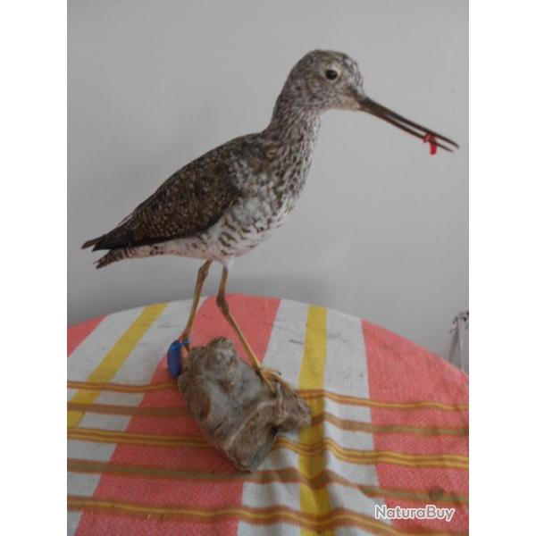 grand chevalier a p�tes jaune (rare)