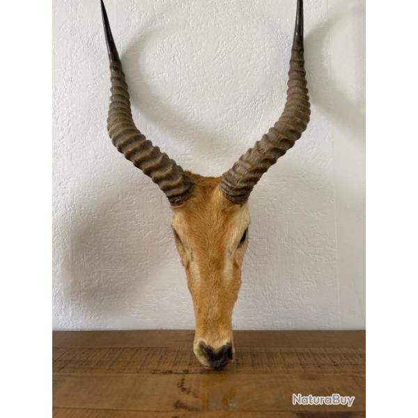 Massacre cobe de buffon