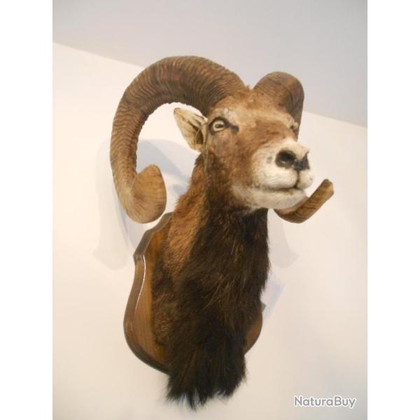 Mouflon de Corse 2