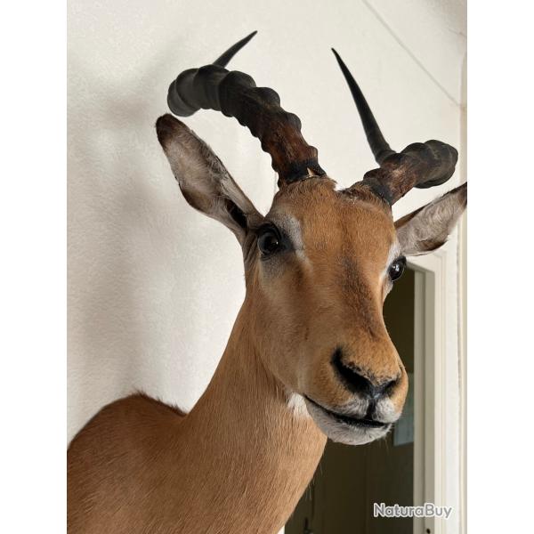 Troph�e IMPALA - Namibie (2017)