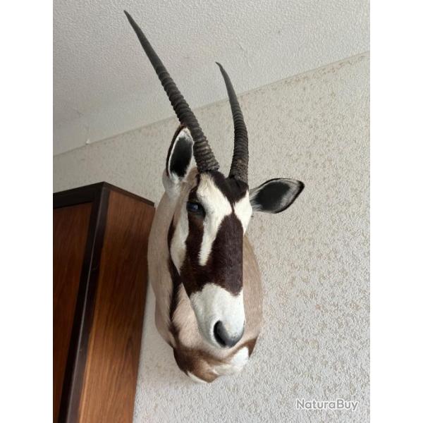 Troph�e ORYX - Namibie (2017) - M�daille d'argent