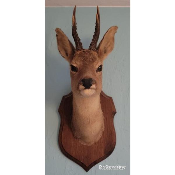 Taxidermie trophe tte de chevreuil bois corne