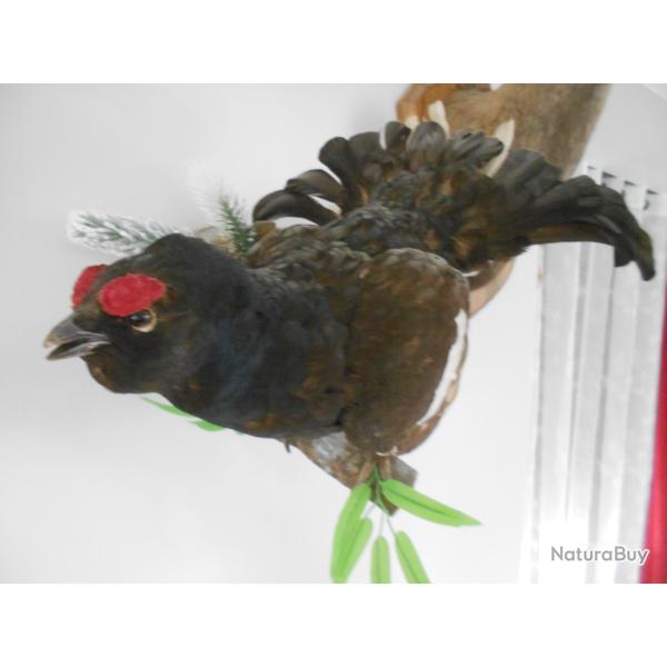 T�tras lyre parade