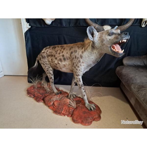 Taxidermie de hy�ne tachet�e ; Crocuta crocuta