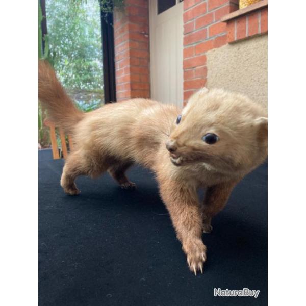 Fouine naturalis�e