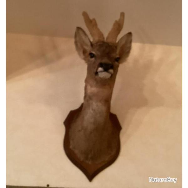 T�te de Chevreuil avec les bois