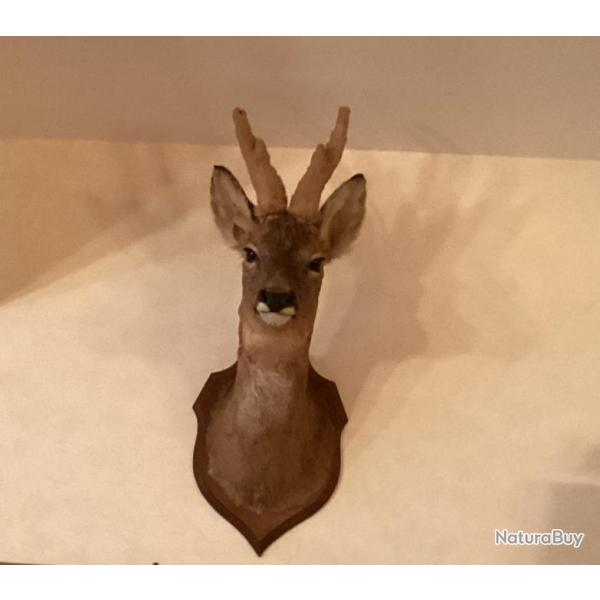 T�te de Chevreuil
