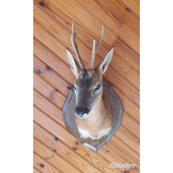 Troph�e chevreuil �t�