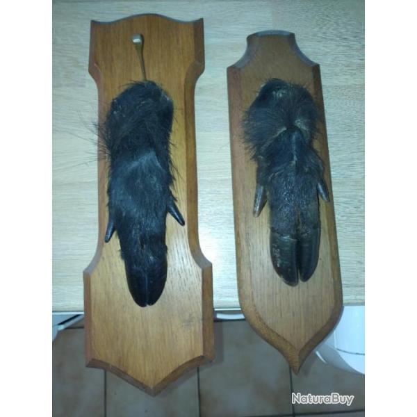 Troph�e de patte de sanglier