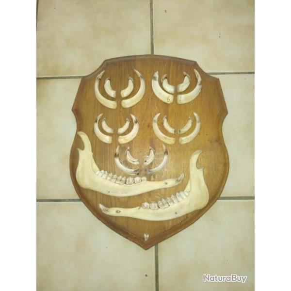 Magnifique blason avec dentition et d�fense de sanglier