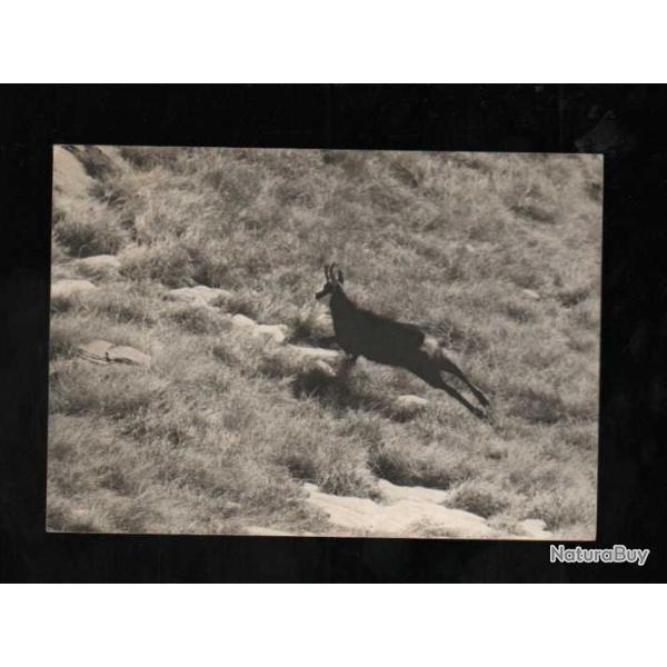 faune des alpes chamois a6 (sur le vif) clich� pierre tairraz