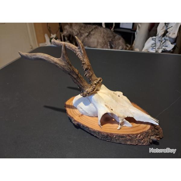 Troph�e de chevreuil sur �cusson #2112(2)