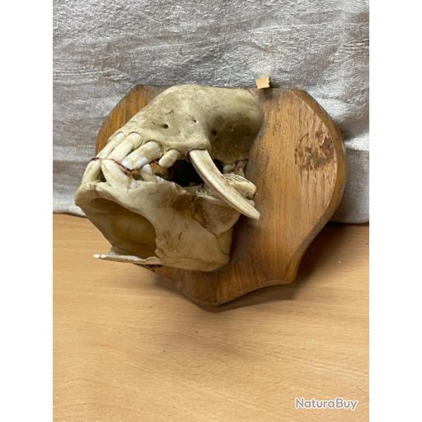 Ancienne m�choire de phacoch�re