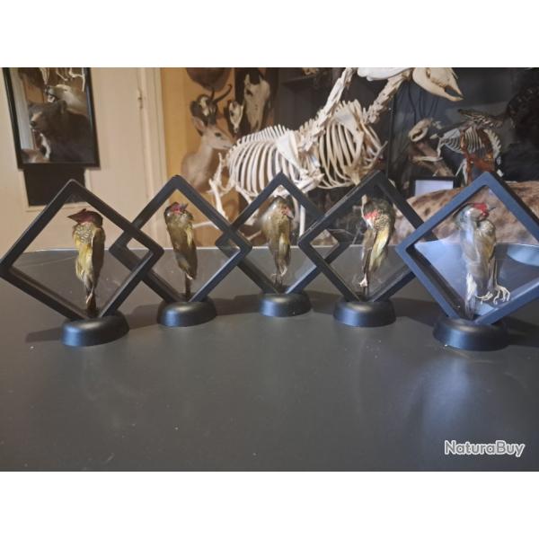 Lot de 5 ruficaudas prserv  sec dans cadre flottant