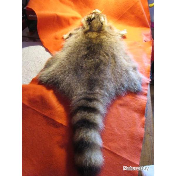 TAXIDERMIE SUPERBE PEAU DE RATON LAVEUR en direct du CANADA QUEBEC trappeur deco costume m�di�val