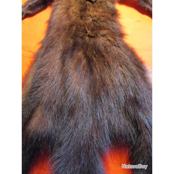 TAXIDERMIE SUPERBE RARE PEAU DE PEKAN en direct du CANADA QUEBEC trappeur deco costume m�di�val