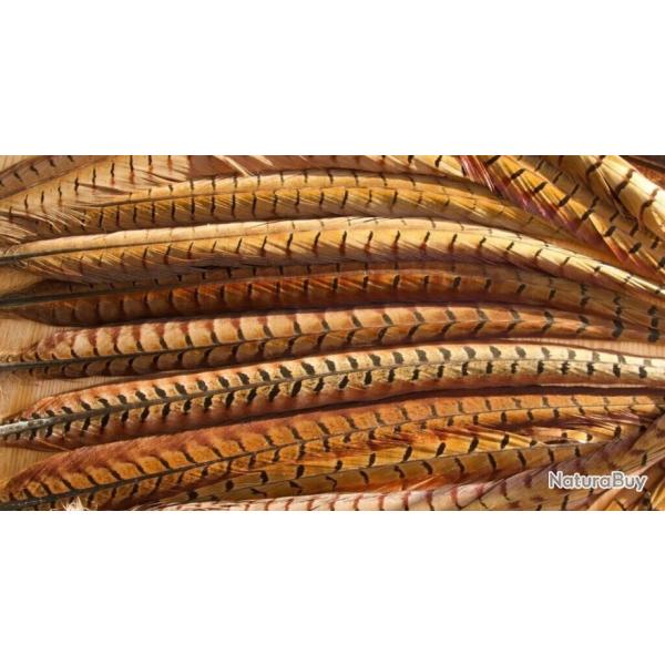 plume de faisant veniard noir