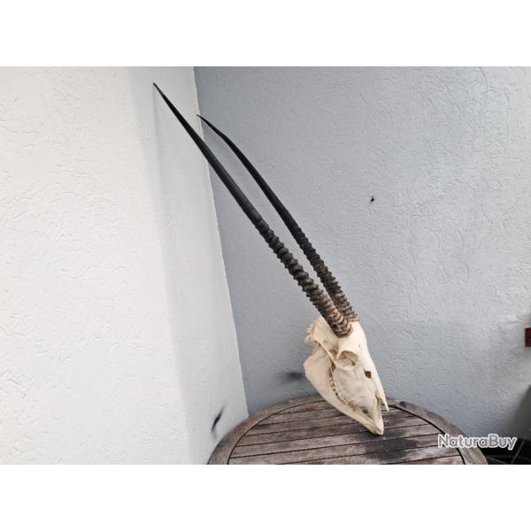 Cr�ne d' Oryx avec m�choire ; Oryx gazella #1001