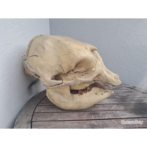 Rplique de crne de bb lphant ; Loxodonta africana