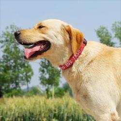 Collier Chien Nylon Brode Personnalise-Au Choix-L  20260729082523
