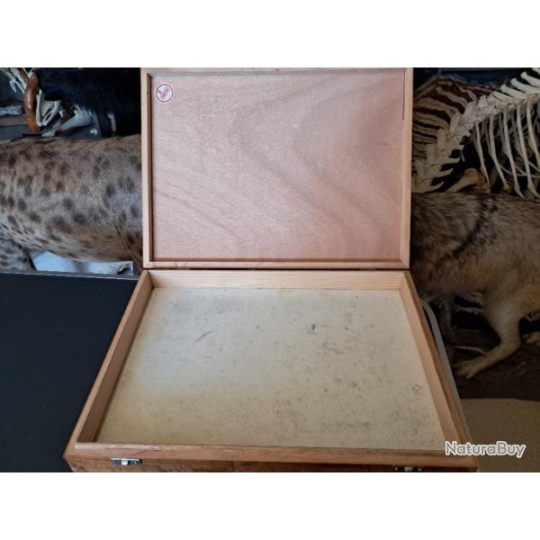 Bo�te de pr�sentation entomologique