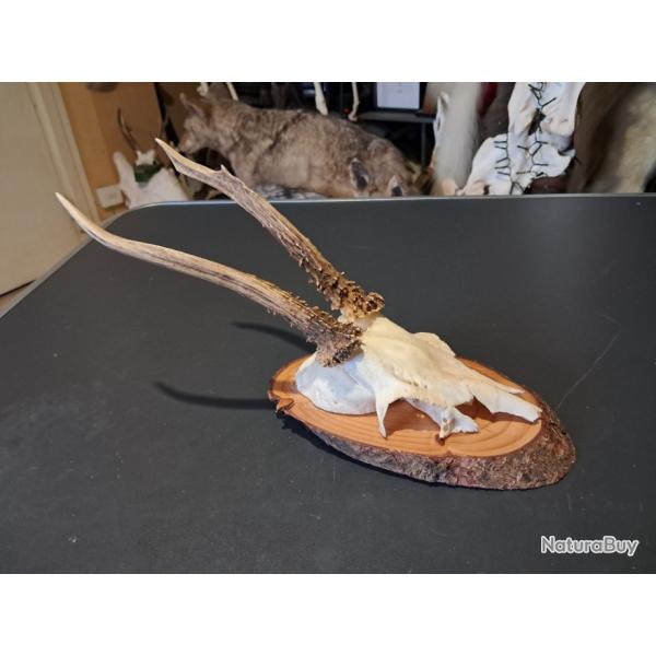 Massacre de chevreuil avec �cusson #2112(3)