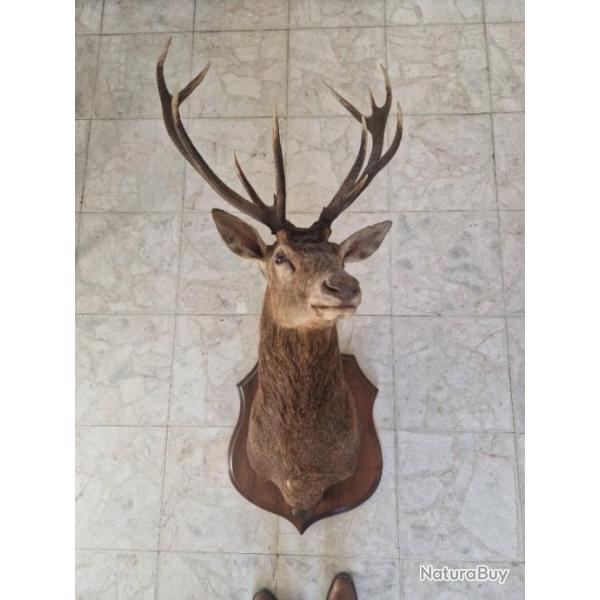 Magnifique Cerf 12 cors en cape de belle envergure