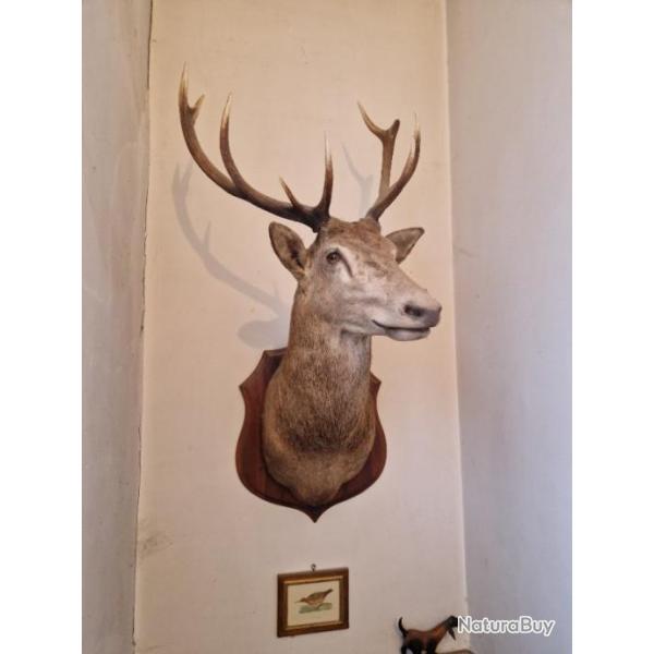 Tr�s beau troph� d'un cerf