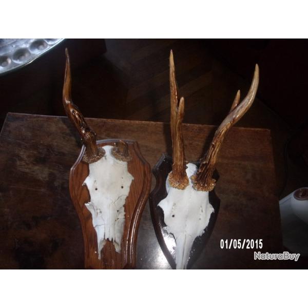 massacres chevreuil tetes bizardes