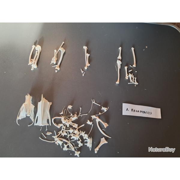 Squelette de Canard des Bahamas ; Anas bahamensis