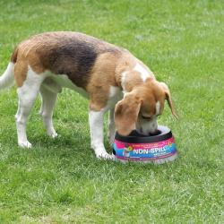 Road Refresher Bol &agrave; eau pour animaux de compagnie L Gris LGRR