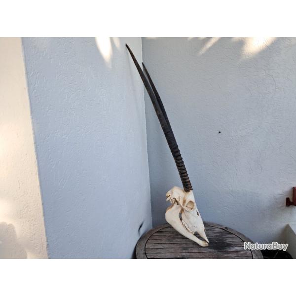 Cr�ne d' Oryx avec m�choire ; Oryx gazella #2112